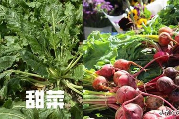 硼肥的用量、作用及使用方法