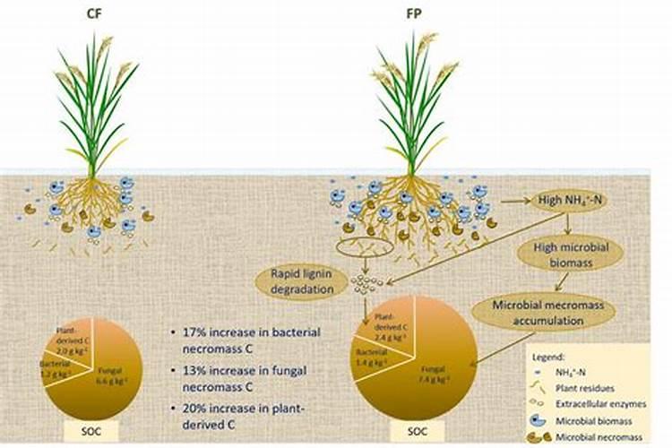 水稻缺磷有什么症状 水稻缺磷怎么办