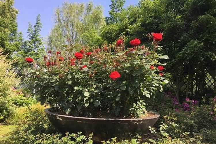 月季如何施磷酸二氢钾