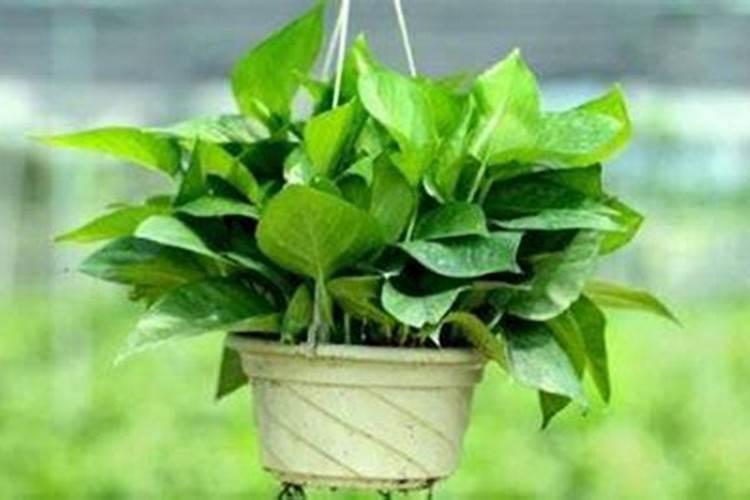 绿萝移植后注意事项