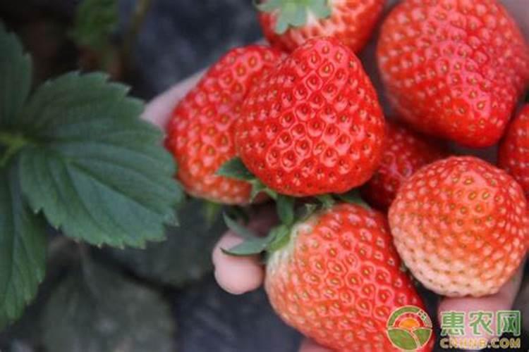 草莓花期管理方法与要点