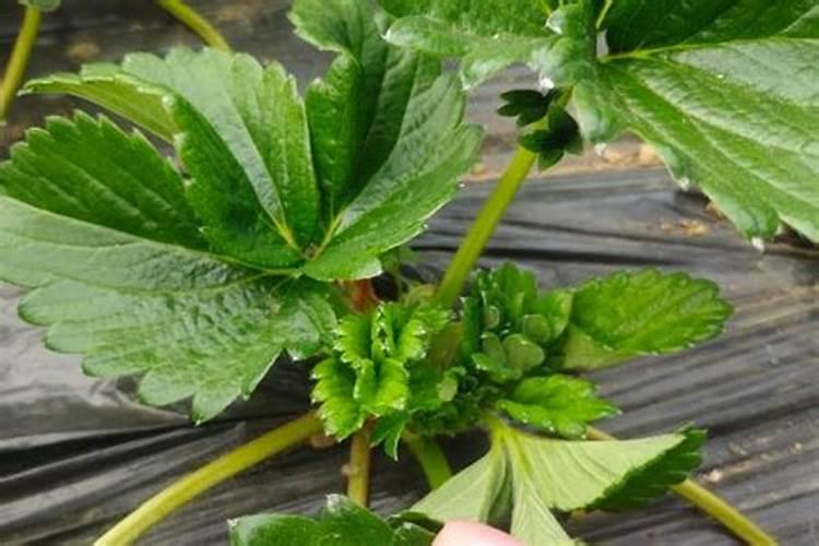 草莓要施什么肥啊