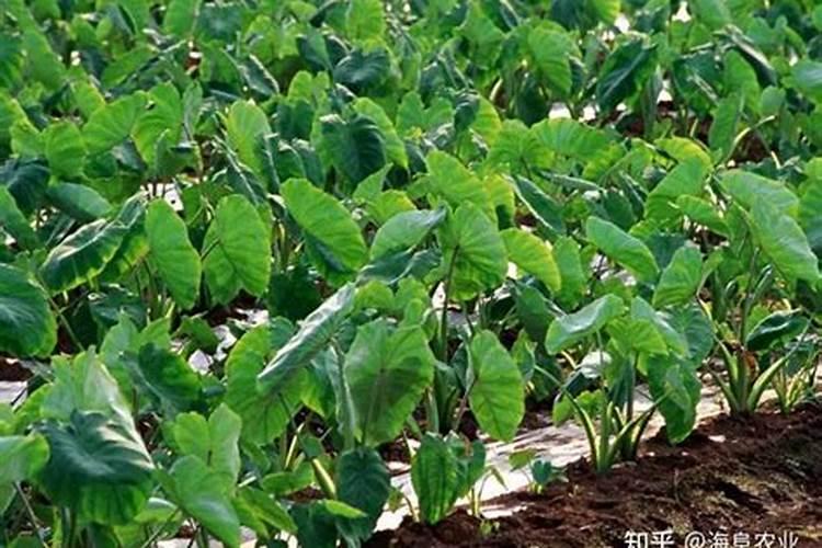 芋头什么时候施肥能高产量(芋头使用肥料名称及施肥时间)