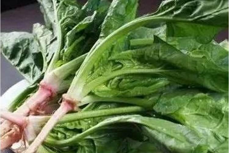 豌豆苗炒不熟有毒吗