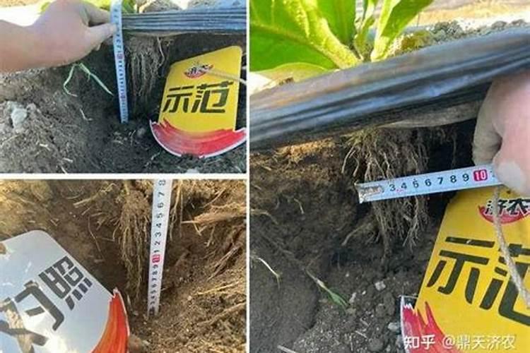 辣椒种植与管理