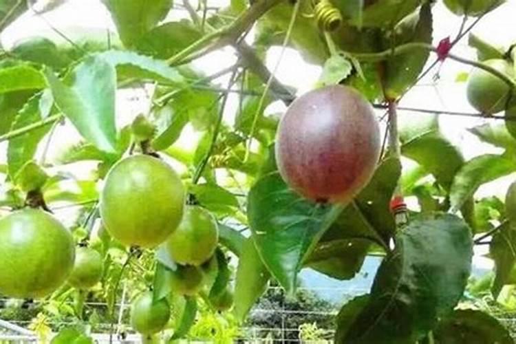 百香果要施多少复合肥