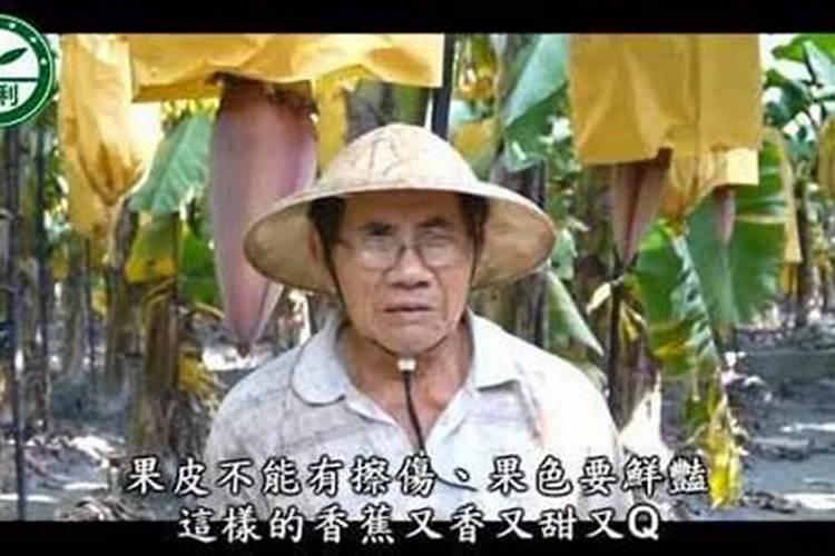 高产香蕉需要掌握的科学施肥技术有哪些 香蕉养殖技巧