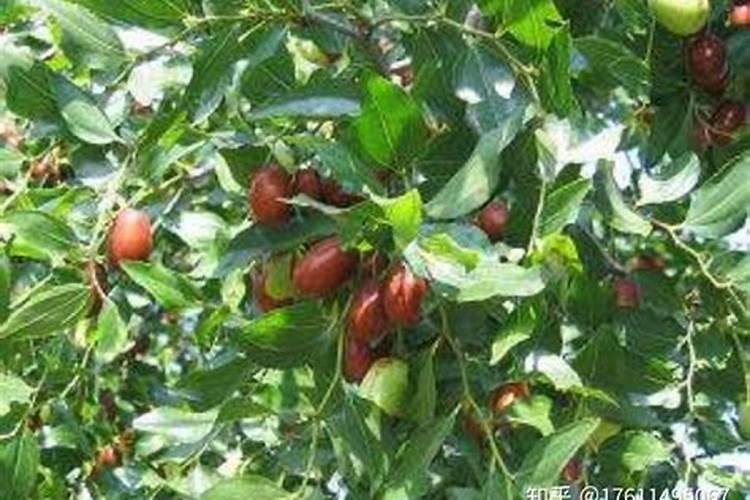 怎么给枣树喷施叶面肥？ 河南小麦高产栽培防治病虫草害技术