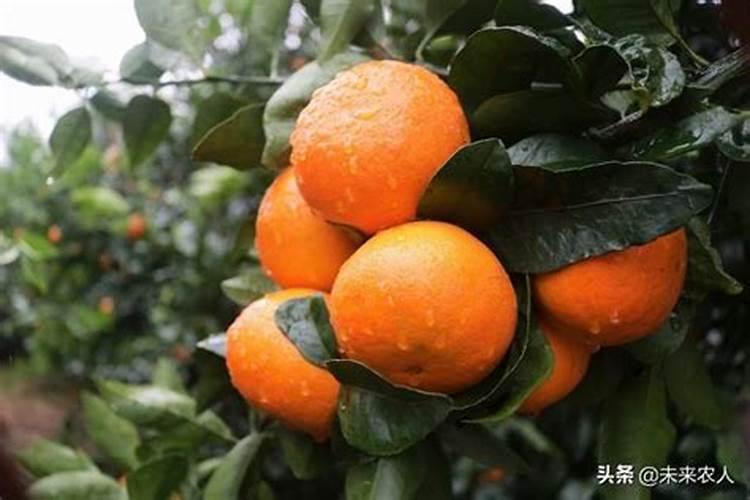 什么肥料施加给果树后能让果子长得又大又甜？