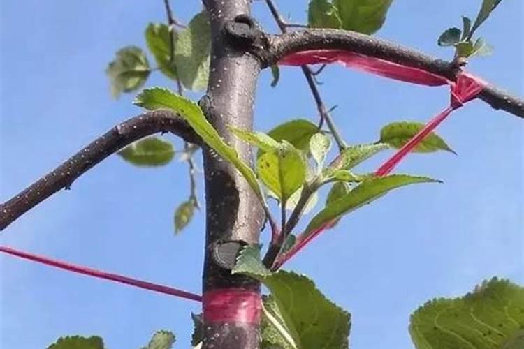 怎么给花补氮肥