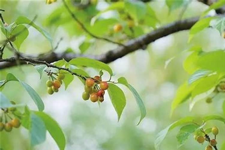 樱桃施肥时间和方法