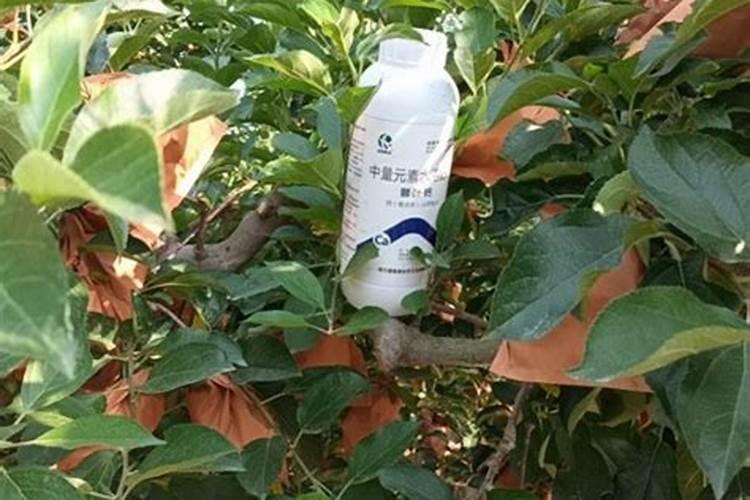 冬季下雪天可以使用水溶肥吗