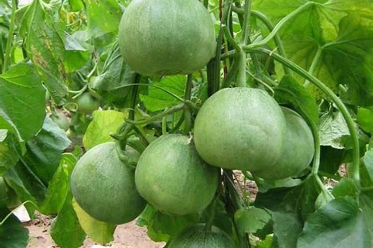 种香瓜肥料怎么施肥