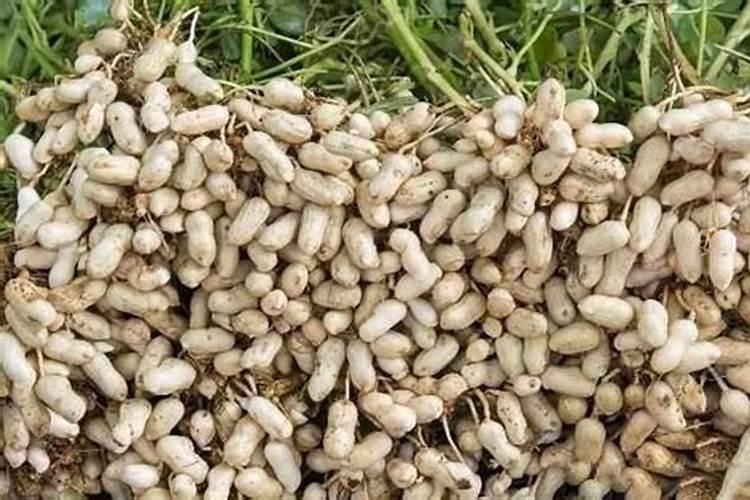 种麦茬花生用什么化肥