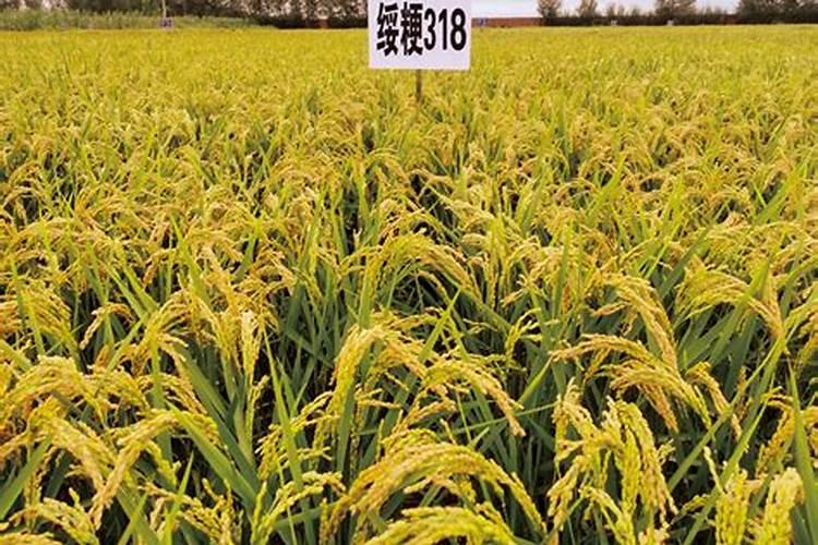 黑龙江种业超高产水稻品种