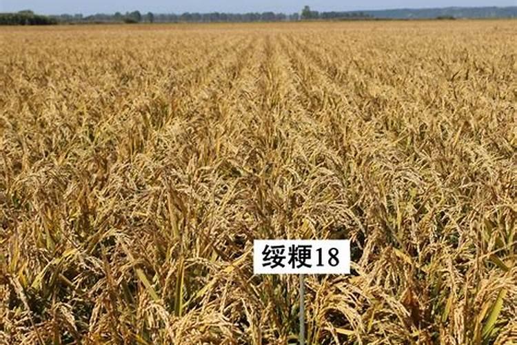 水稻超高产技术要点