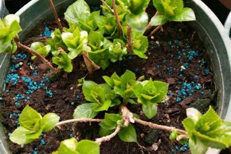 绣球花怎么施肥,绣球花施肥方法