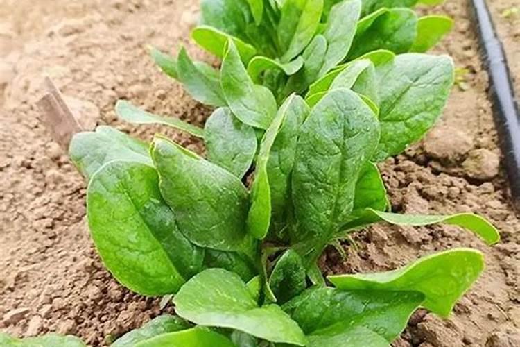 养殖菠菜应该怎么施肥 菠菜的施肥方法