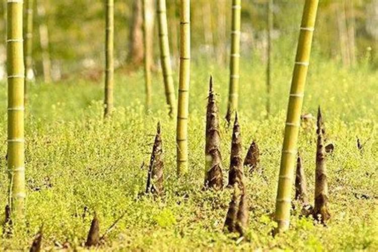 木头灰可以做肥料吗