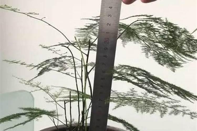 文竹黄叶是怎么回事