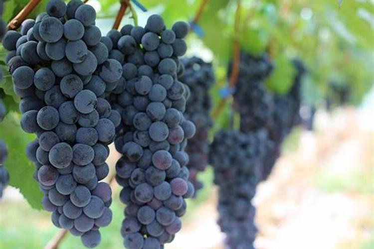 夏黑葡萄如何崔熟