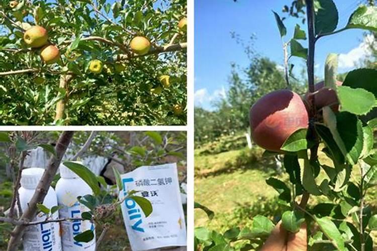 苹果树补钙的叶面肥有哪些苹果树叶面肥一年喷几次都喷什么肥