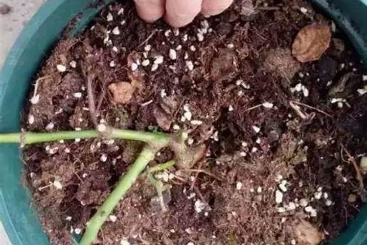 水溶性磷肥使用方法