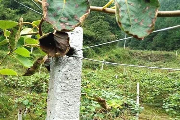 果树叶面喷肥注意事项