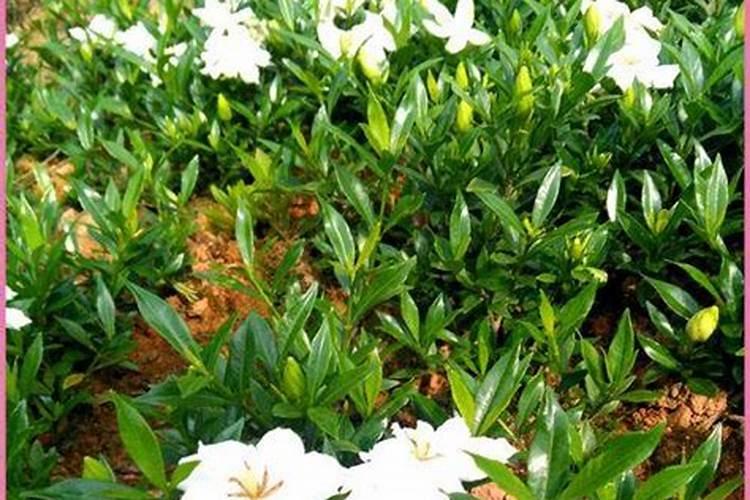 小叶栀子花怎么养家庭养法