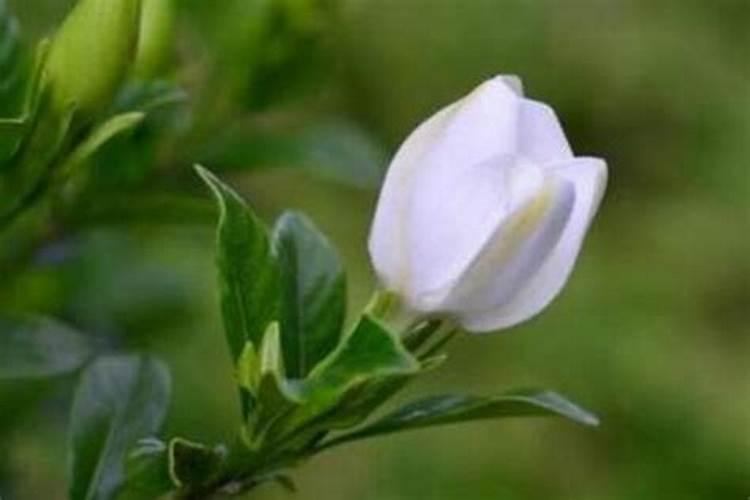 小叶桅子养殖方法 小叶栀子花养殖方法与注意事项