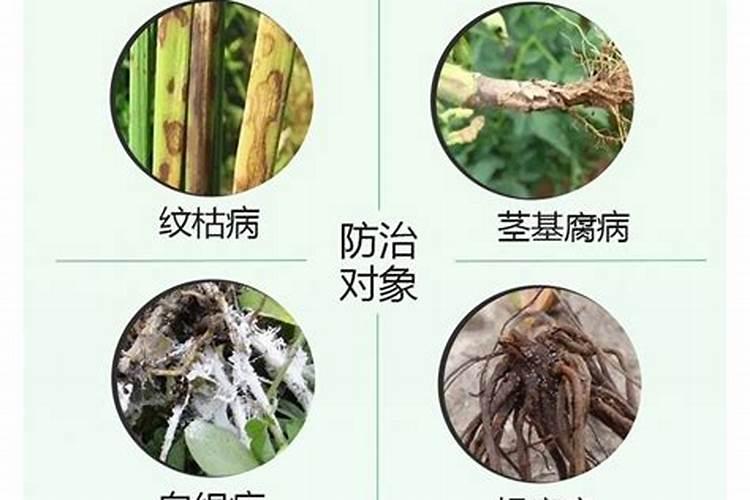 辛菌胺醋酸盐最佳搭配冶腐烂病