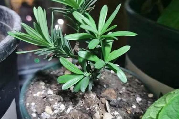 罗汉松快速长根须