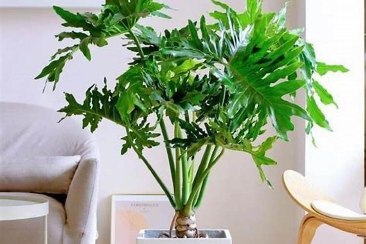 臭球子花什么时候扦插好 臭绣球子如何扦插