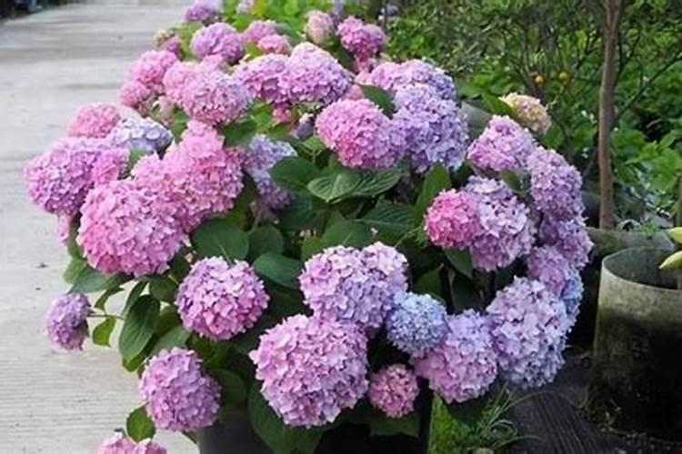 洋绣球 也就是农村说的臭球子 散发致癌气体么？