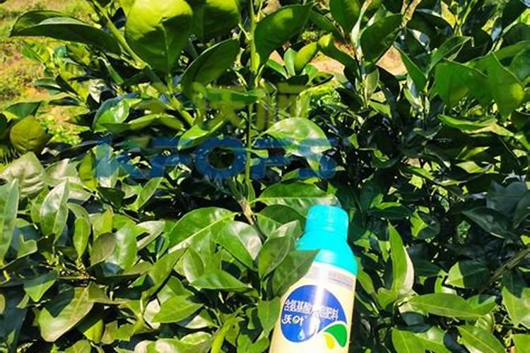 柑橘苗叶面肥施药方法