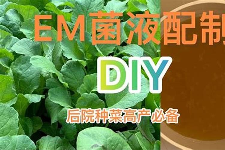 种葡萄树用的em菌液怎么使用