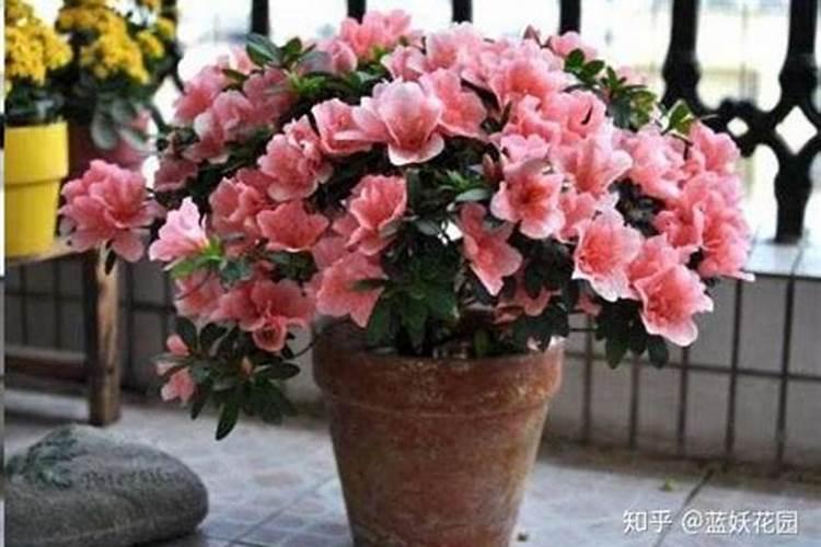 日本杜鹃花怎么养家庭养法