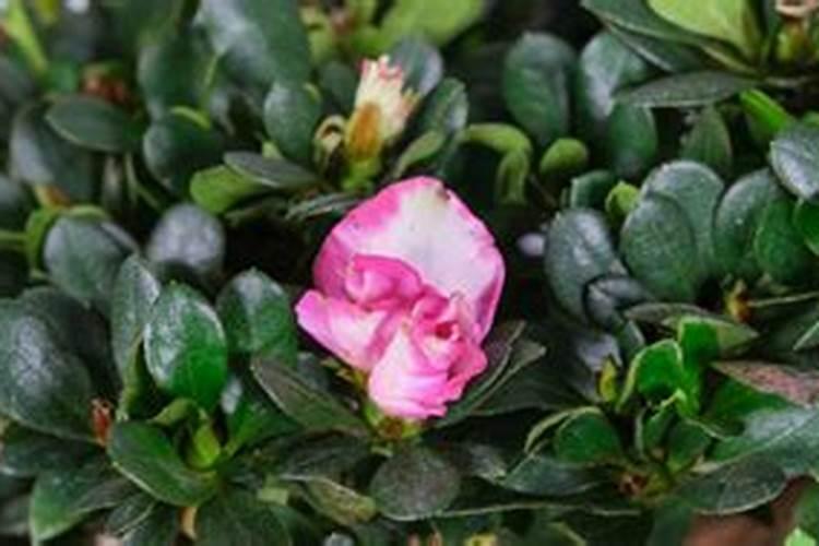 杜鹃花嫁接成活后该不该施肥？