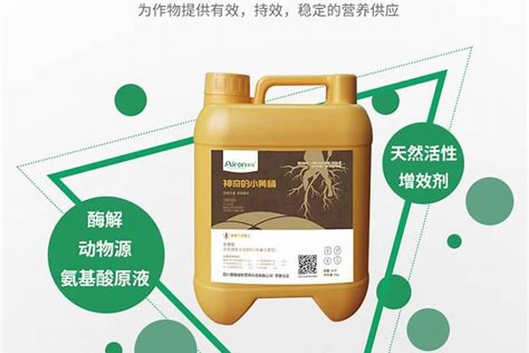 枇杷怎么种植