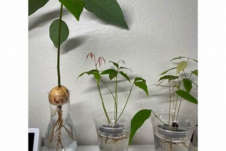 荔枝高产该注意哪些要点？
