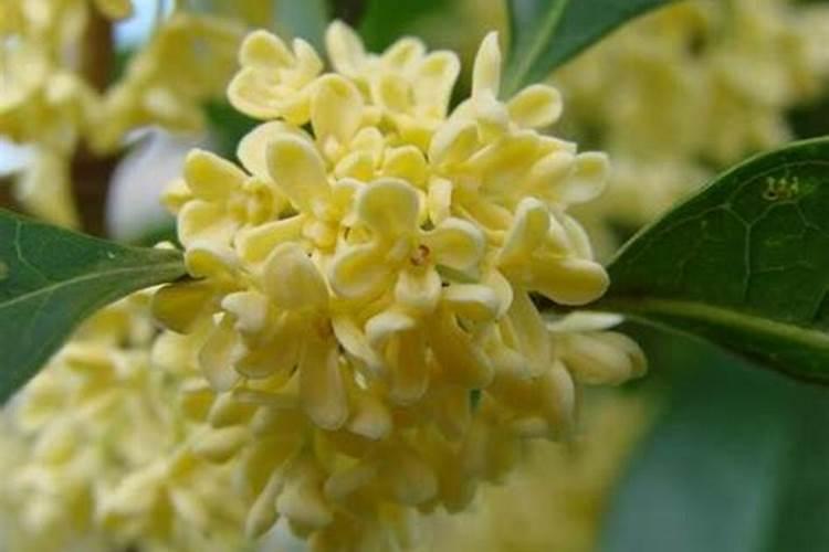 经长途运输的桂花怎样栽培？能喷施叶面肥吗？