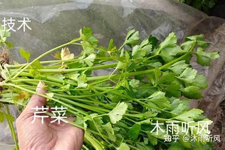 冬天芹菜冲施什么肥料