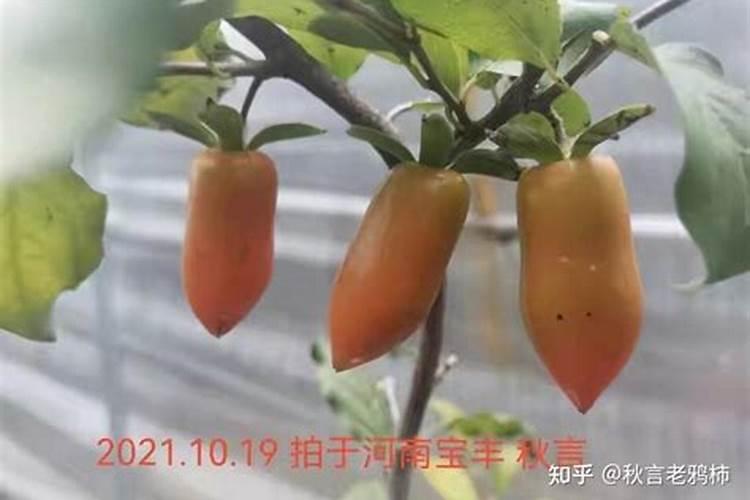 老鸦柿长年在温室养殖可以吗？