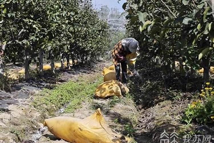 金桔树一年施一次磷肥可以吗？