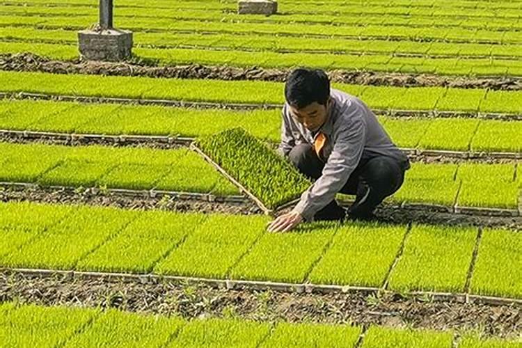 盐碱地水稻怎样施用磷钾肥？