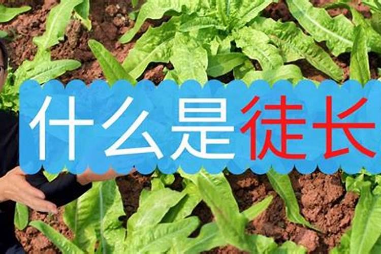 凝脂莲徒长的原因及解决办法,氮肥施多或水分过量