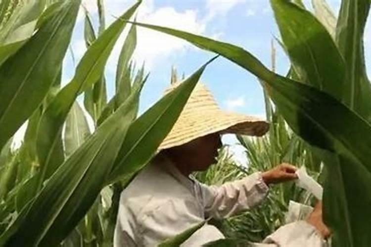 玉米什么时候喷施芸苔素 最佳使用时间及方法