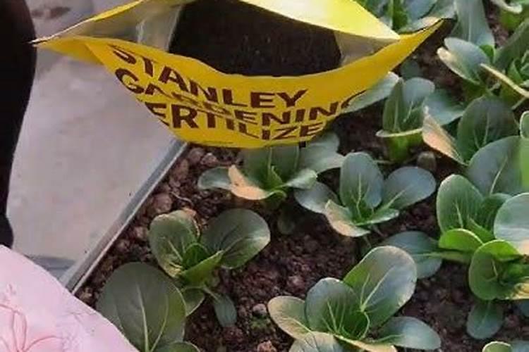 大雨过后适合给植物追肥么？