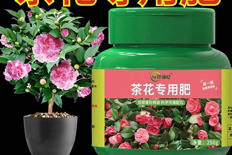 茶花上肥方法