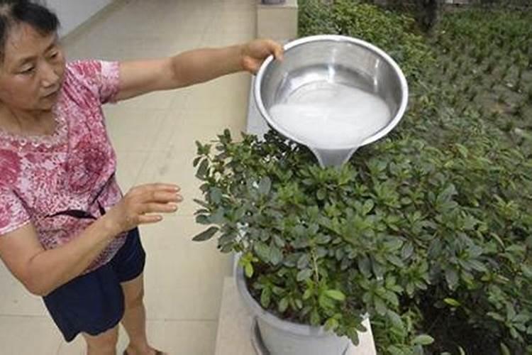 腐熟的豆饼水可以喷植物叶面吗？